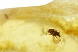 Polished Colombian Copal ( g) - Contains Insects! #355433-2